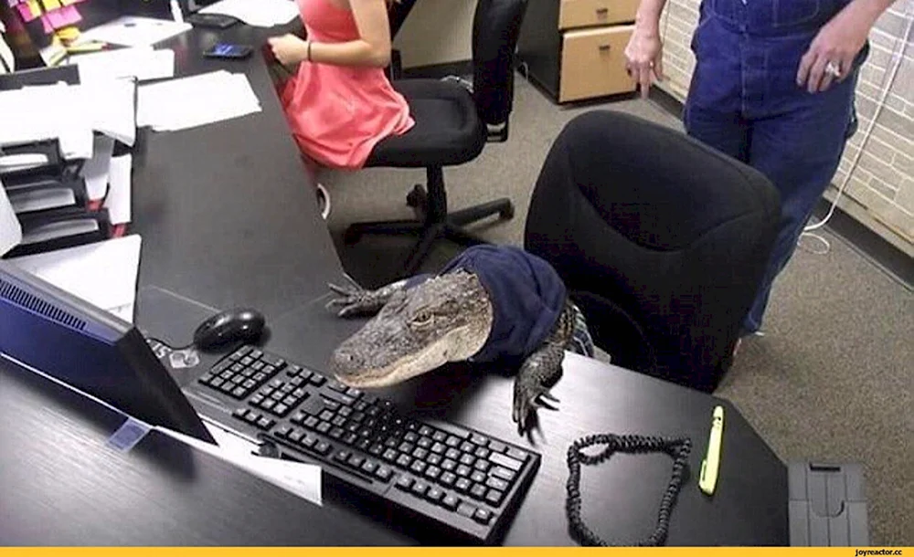 Крокодил за компьютером