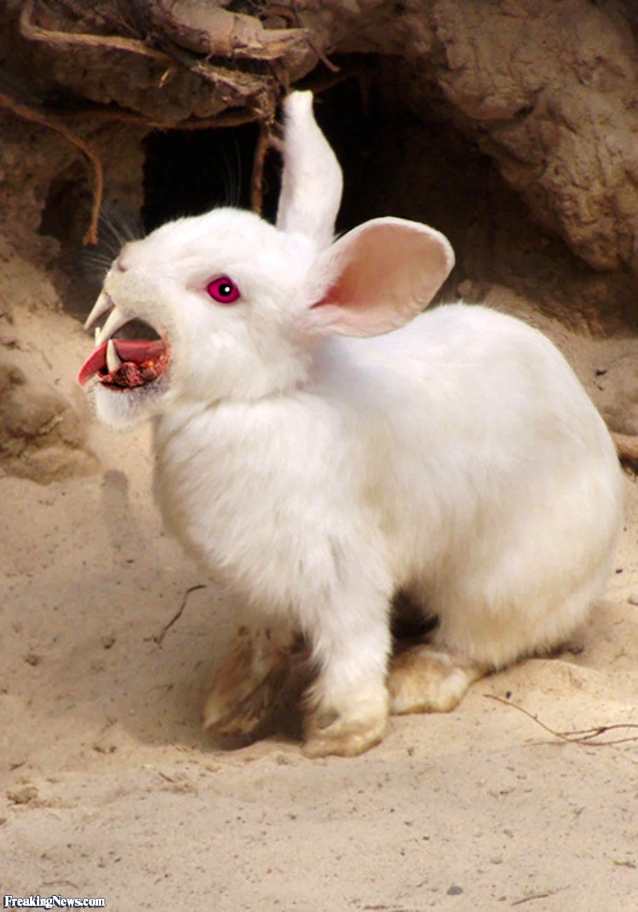 Кролик альбинос
