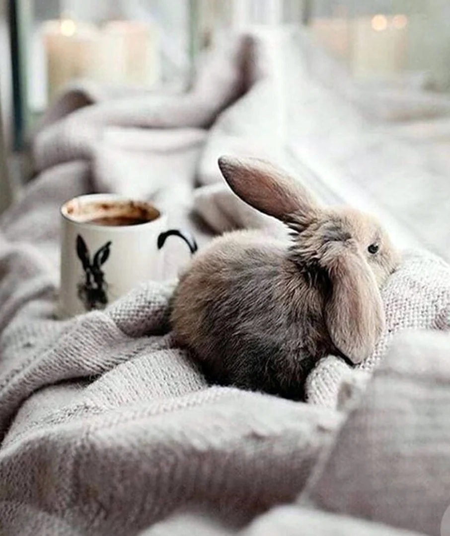 Кролик утро