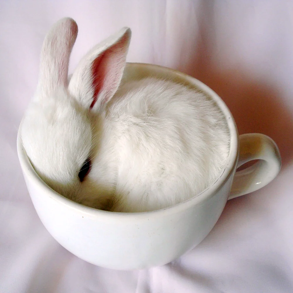 Кролик в чашке