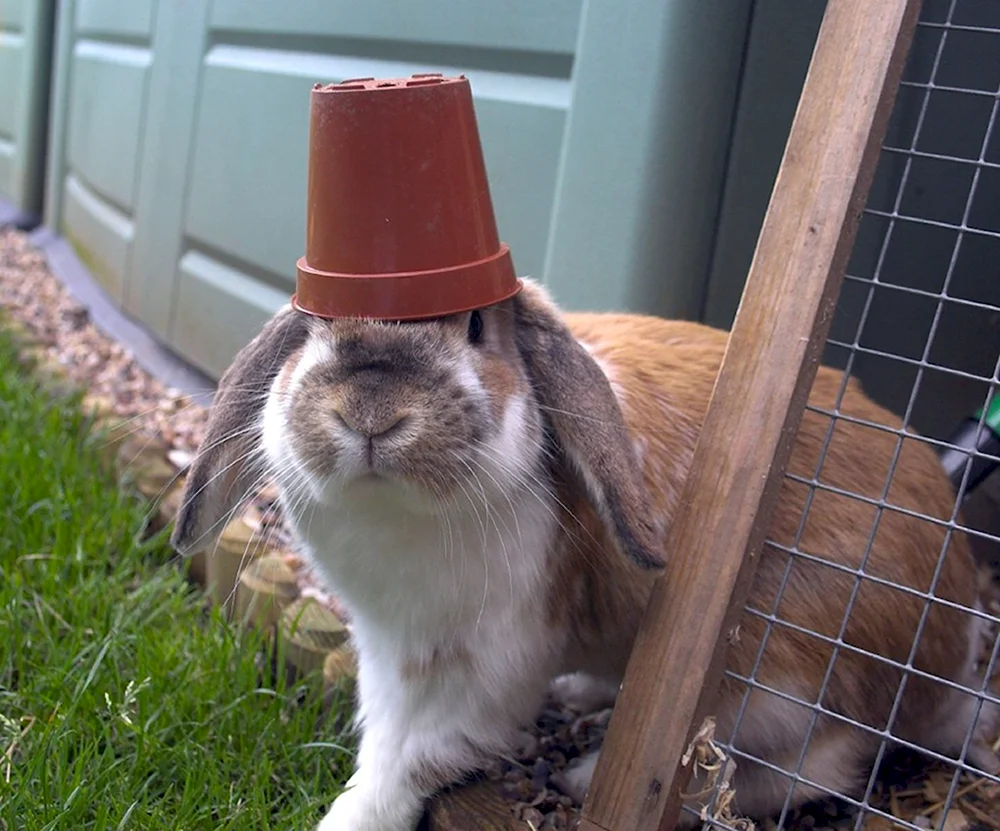 Кролик в каске