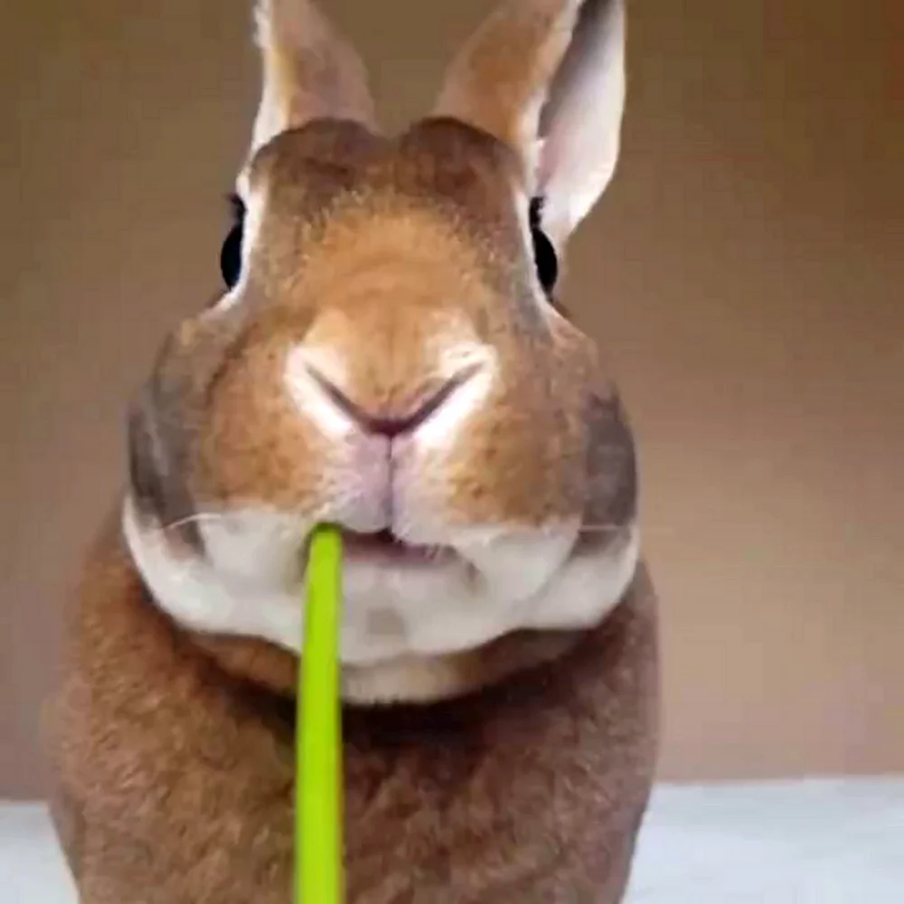Кролик жует