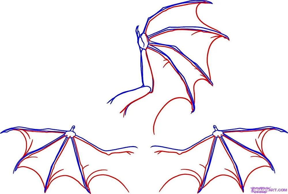 Крылья дракона сбоку рисунок