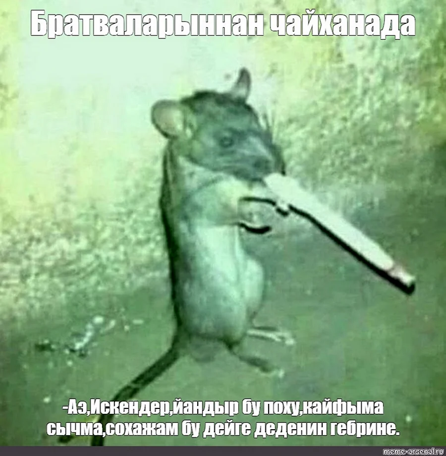 Крыса курит