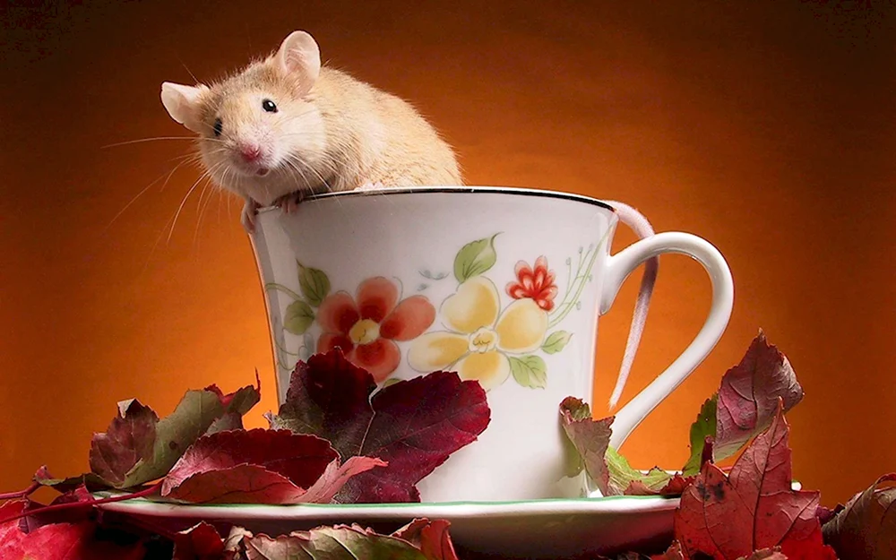 Крыса в чашке