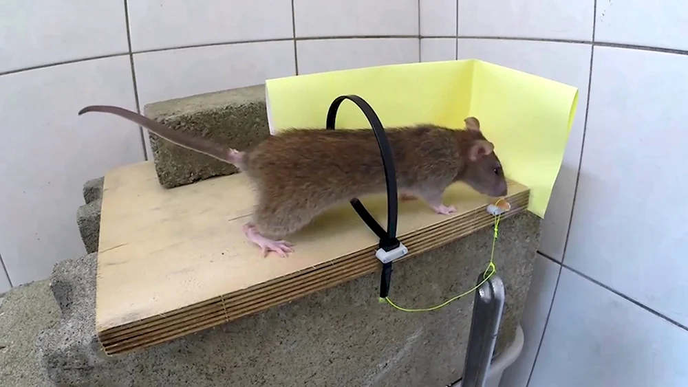 Крысоловка rat Mouse