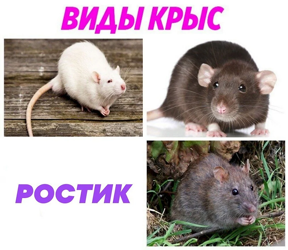 Крысы друзья