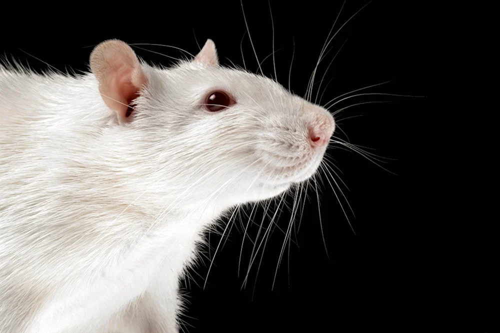 Крысы породы Вистар