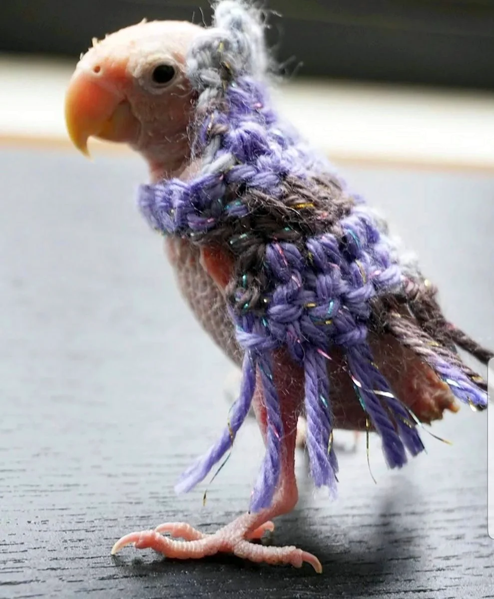 Кучерявый волнистый попугай