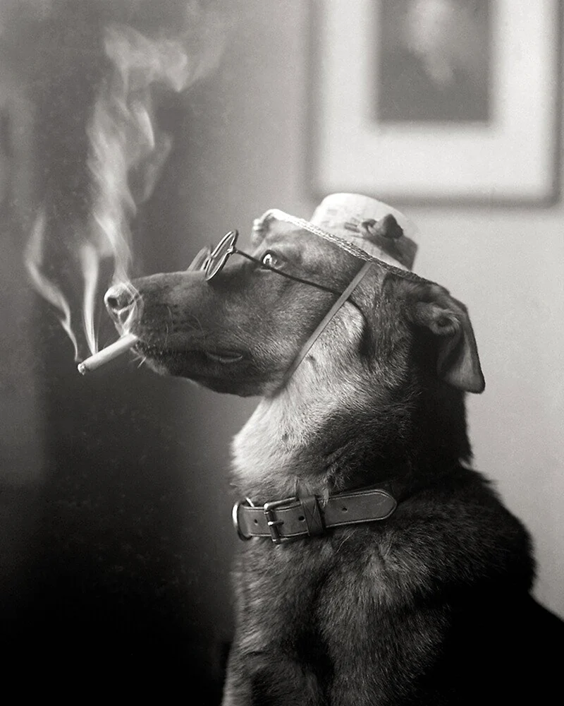 Курящая собака