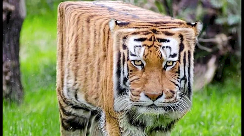 Квадратный тигр