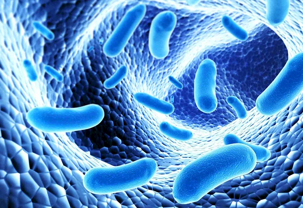 Лактобактерии и бифидобактерии