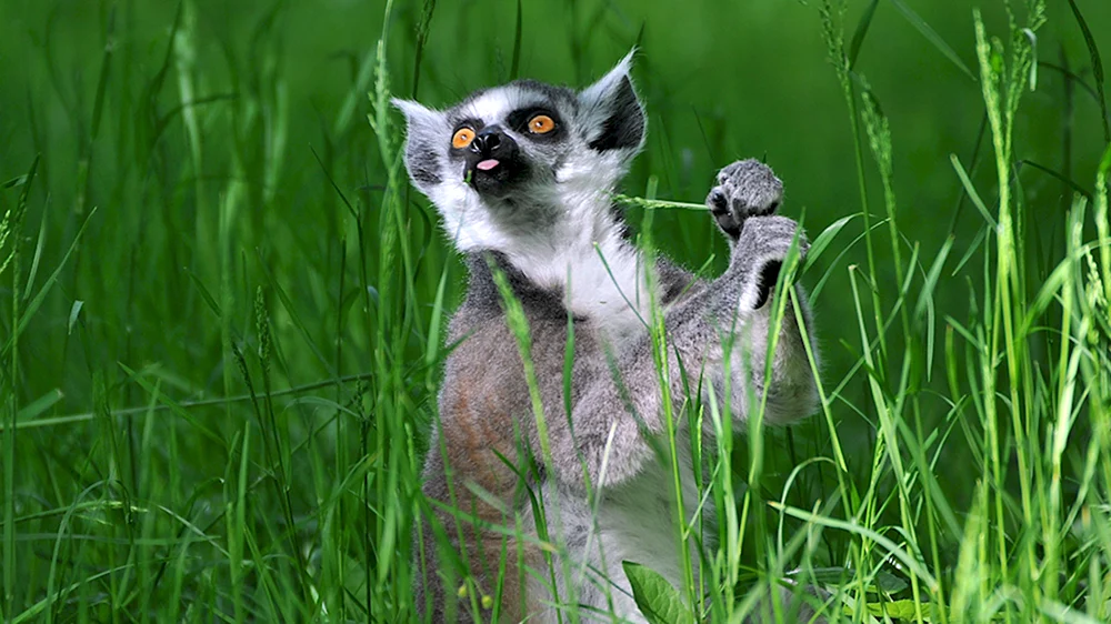 Лемур кошачий Ring-tailed Lemur