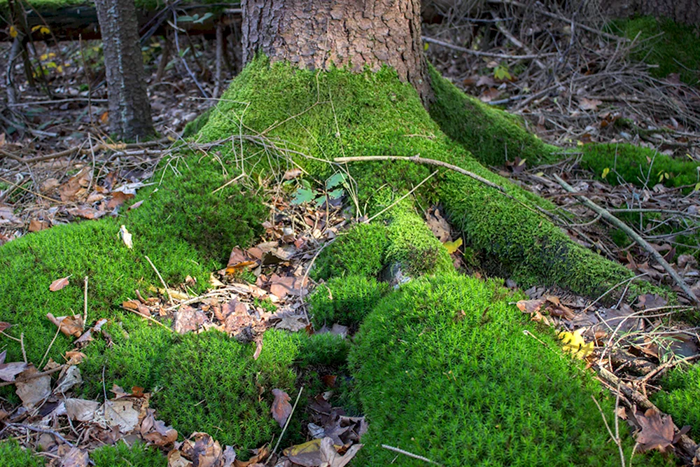 Лесной мох сфагнум