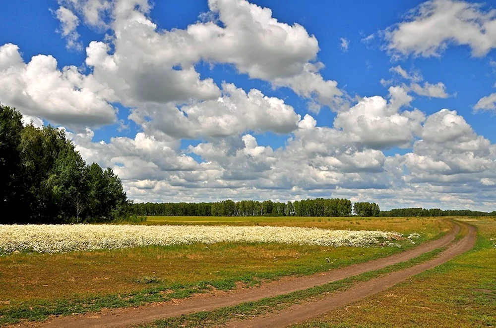 Лесостепь Омск лето