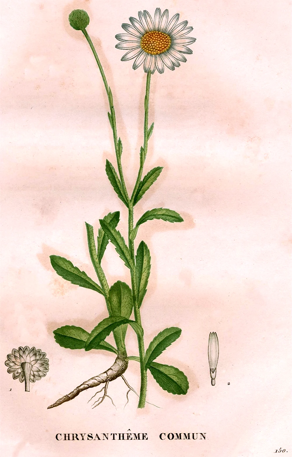 Leucanthemum vulgare Ботанический рисунок