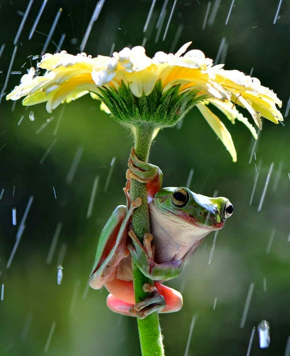 Лягушка под дождем