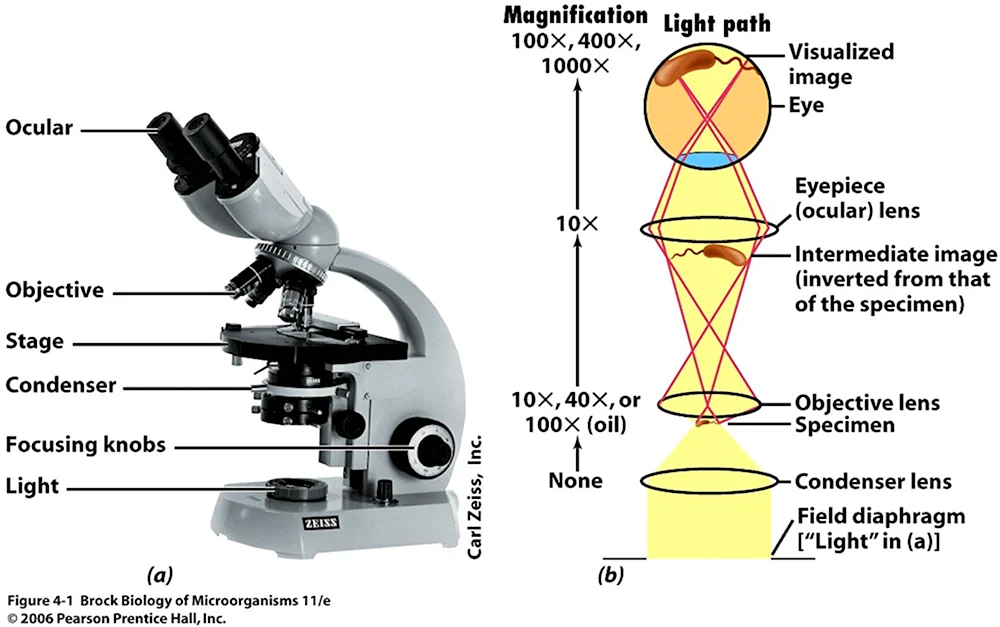 Light Microscope