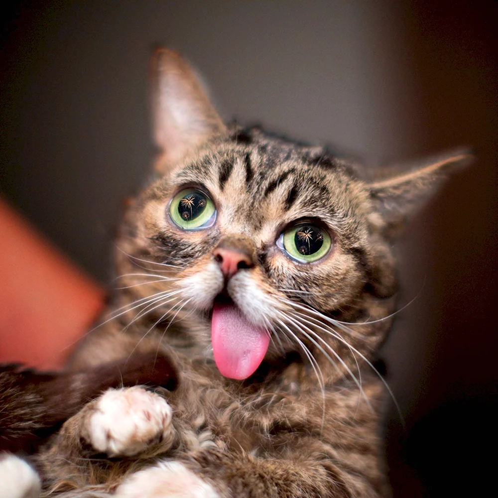 Lil Bub кошка