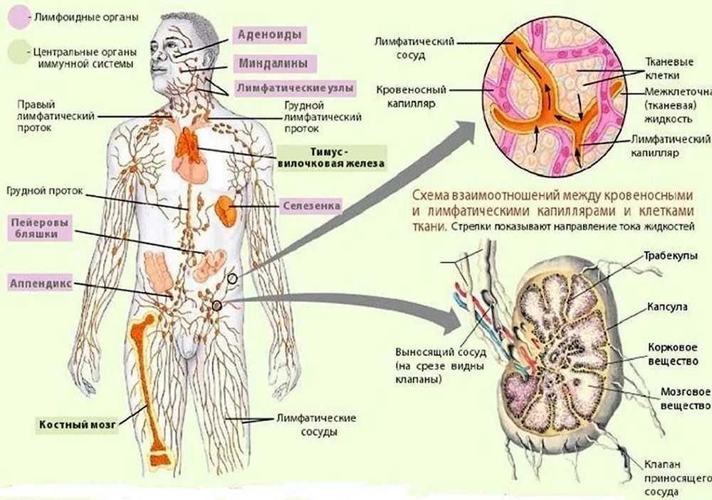 Лимфатическая система человека схема анатомия