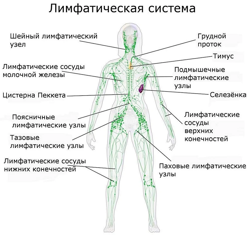 Лимфатическая система человека схема движения лимфы