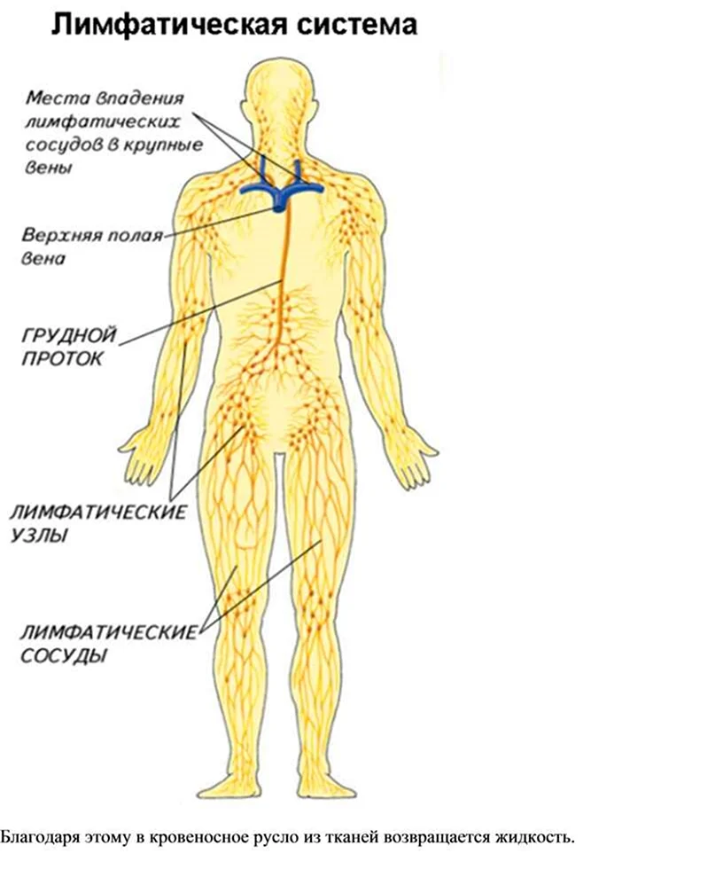 Лимфатическая система человека схема движения лимфы