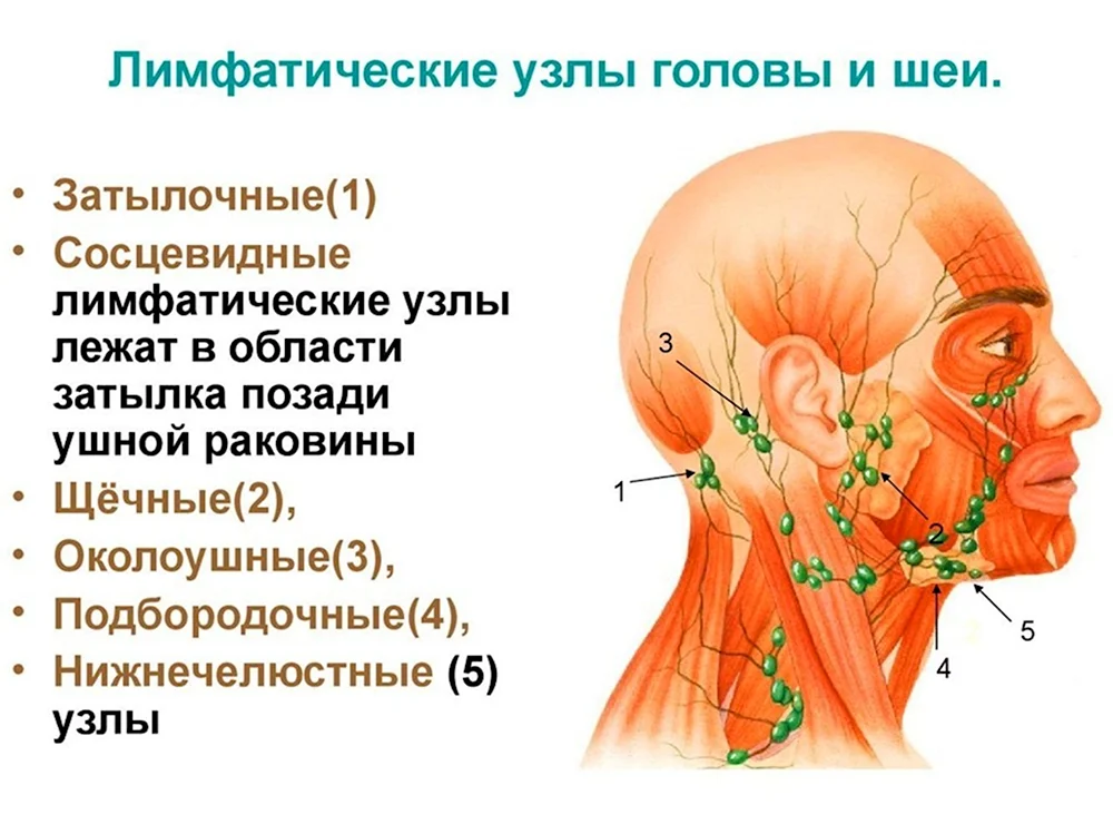 Лимфатическая система и лимфоузлы на шее и голове