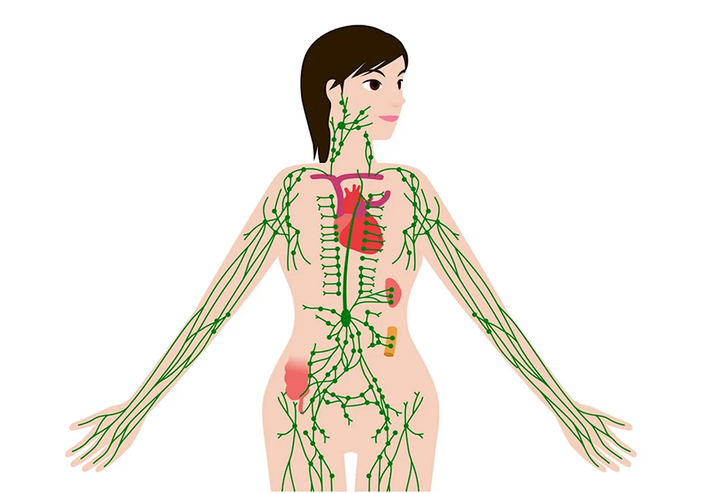 Лимфатическая система лимфоузлы