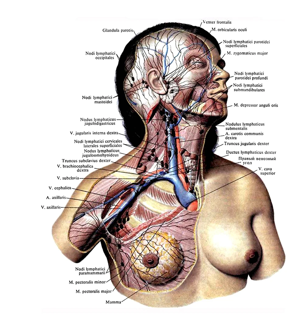 Лимфатическая система лица схема