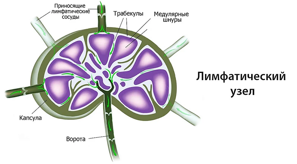 Лимфатические узлы