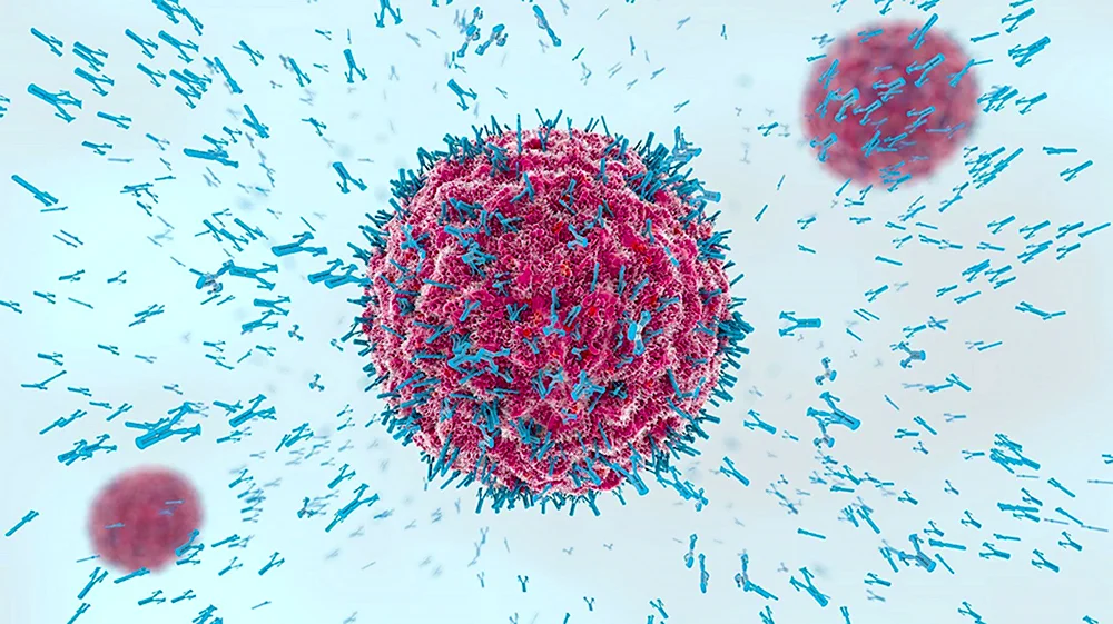 Лимфоциты и антитела