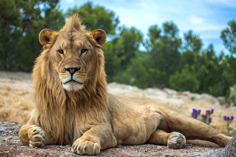 Lion Сенегальский Лев