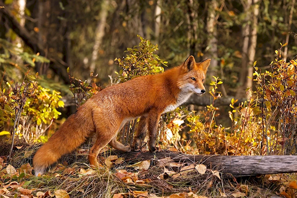 Red fox 2024. Лиса. «Лиса в лесу». Лиса осень. Лиса в осеннем лесу.