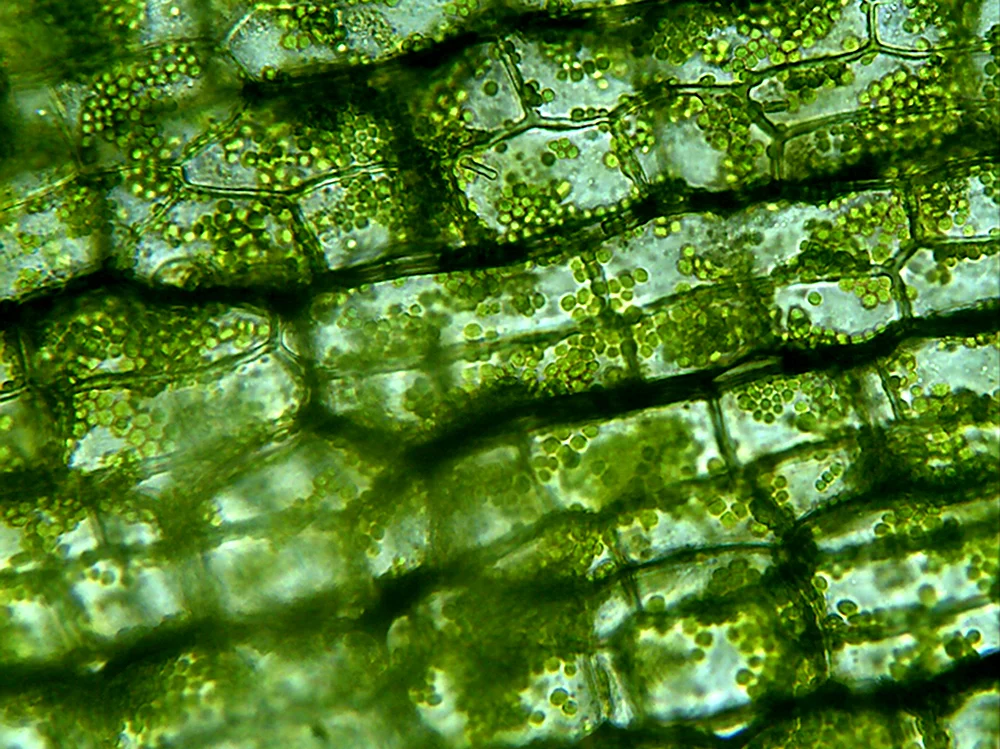 Лист элодеи под микроскопом