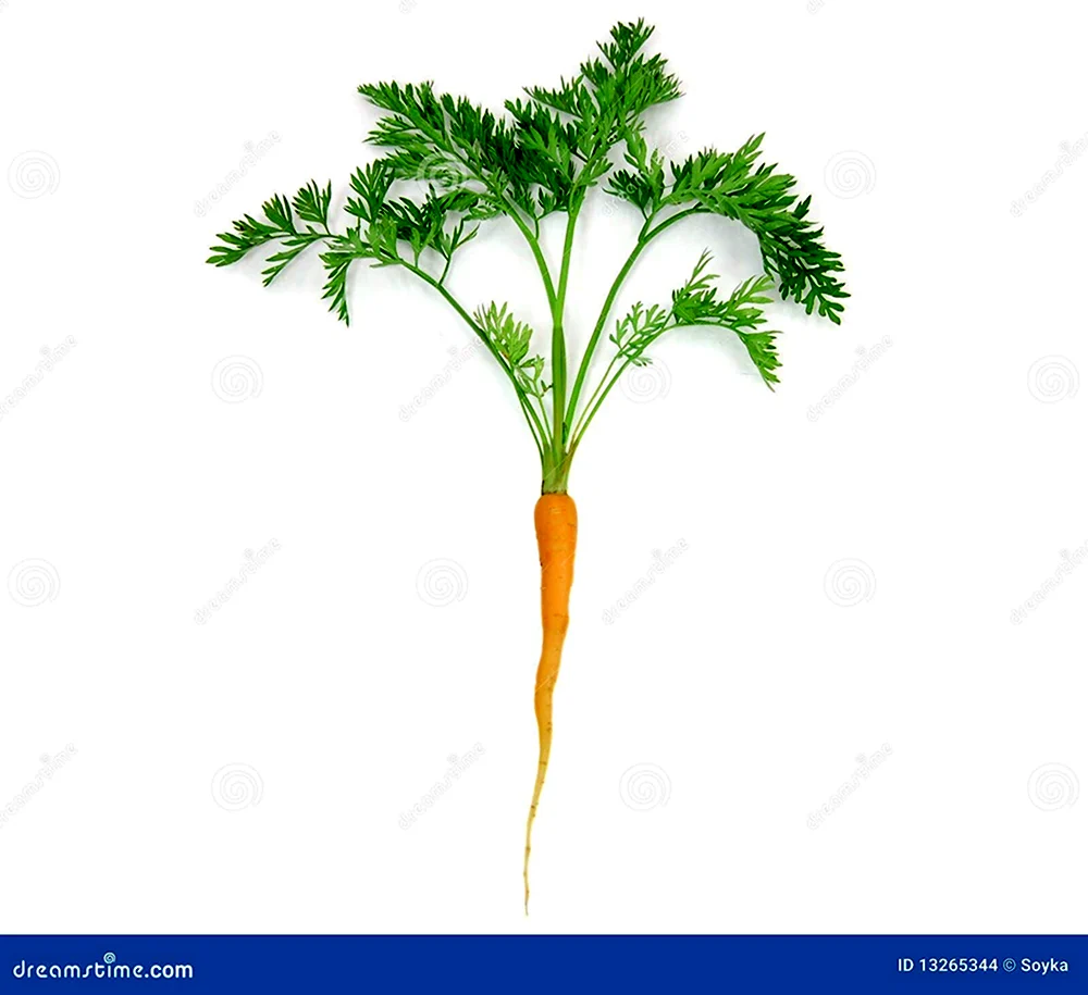 Листья моркови