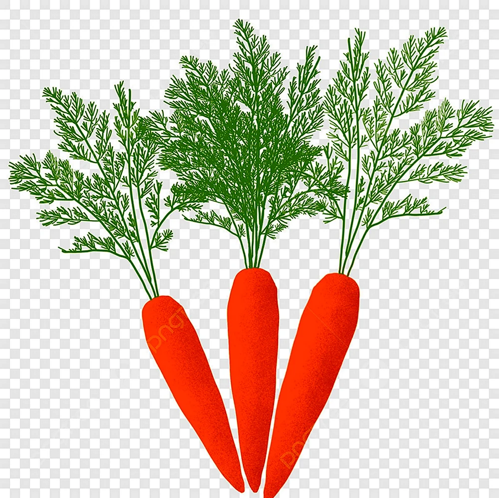 Листья моркови