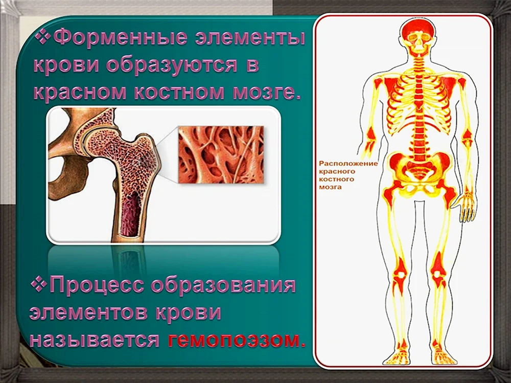 Элемент образующийся в красном костном мозге