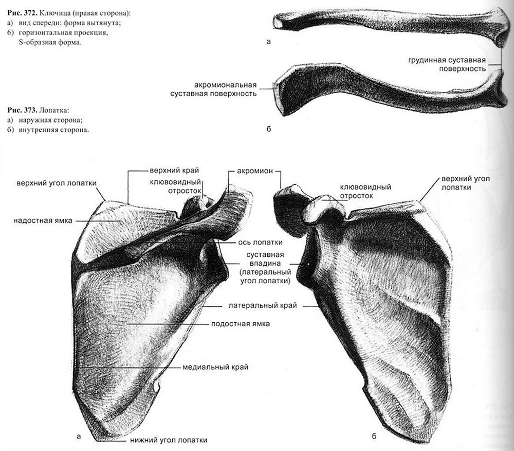 Лопатка и ключица анатомия строение