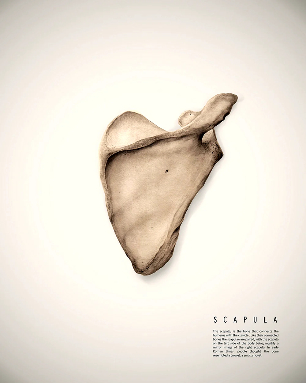 Лопатка scapula