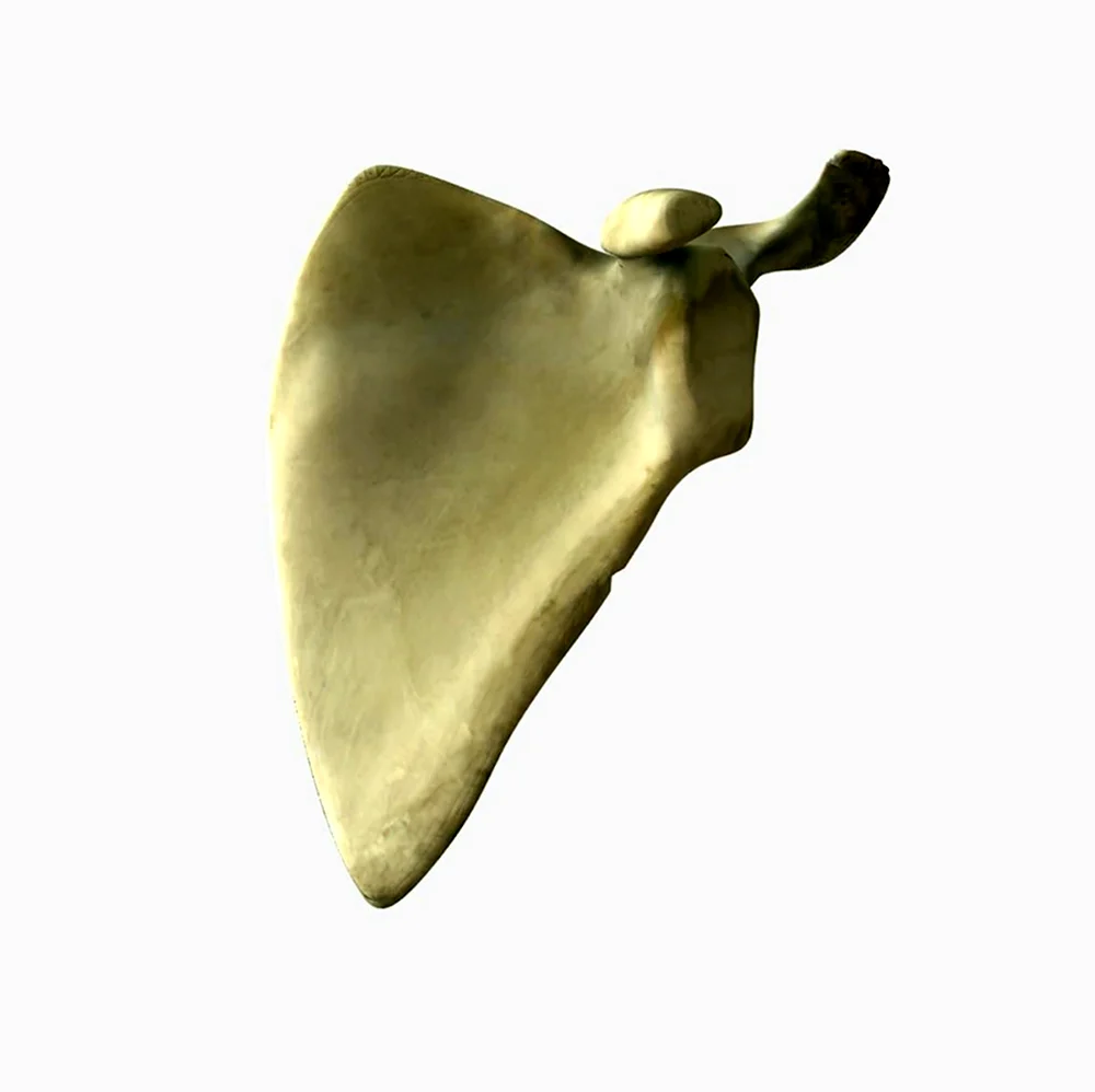 Лопатка scapula 3d