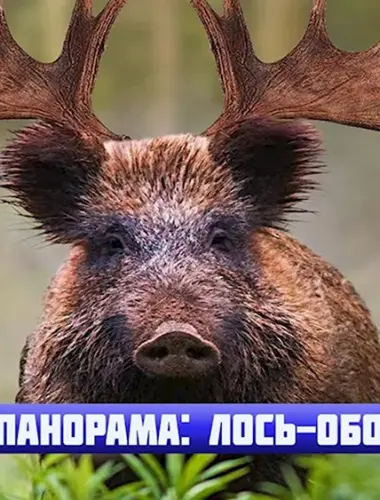 Лось Мем