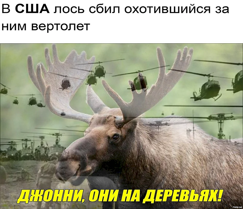 Лось прикол