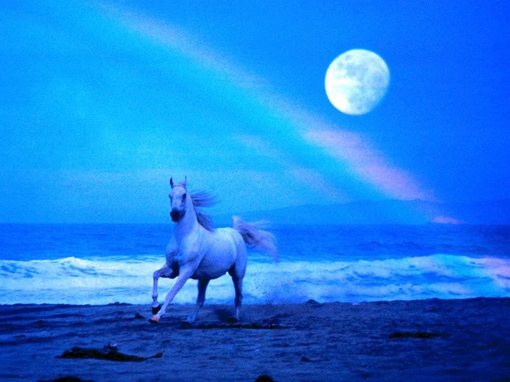 Лошадь на синем фоне