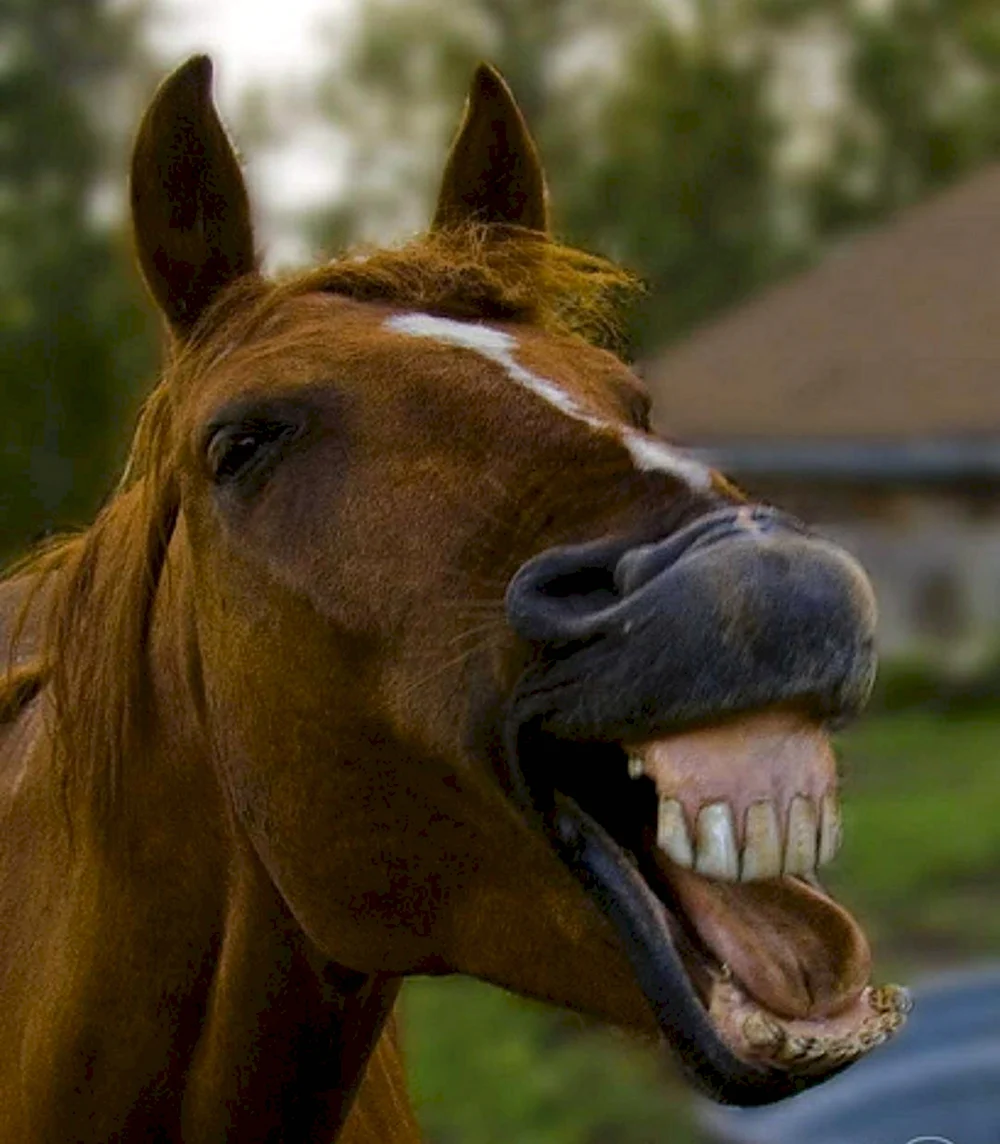Лошадь улыбается