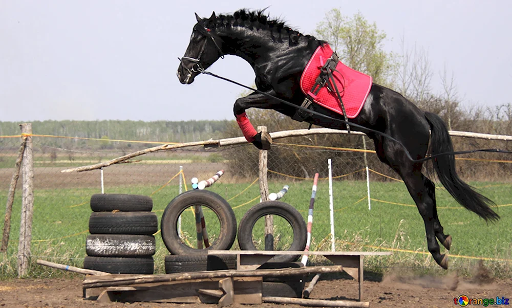 Лошадь в прыжке