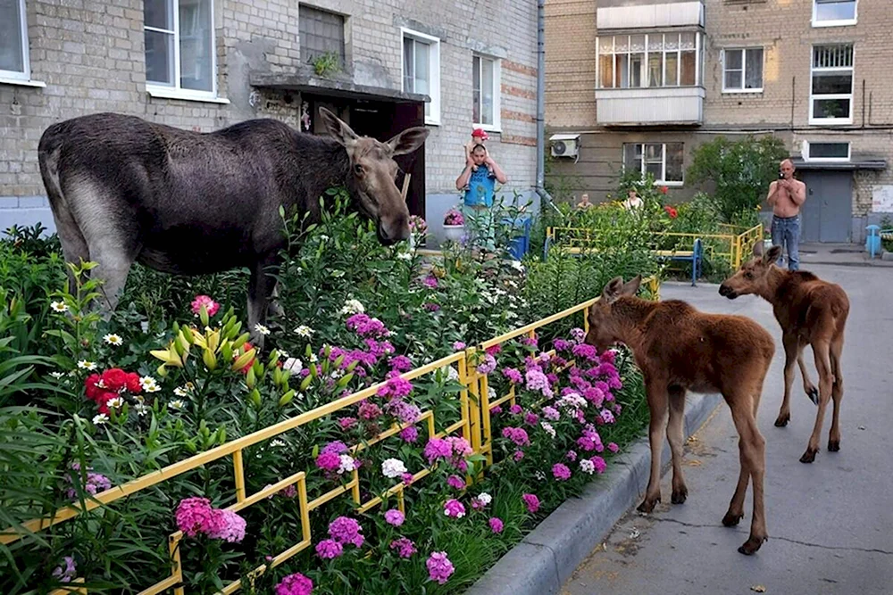 Лоси в Заречном Пензенской области