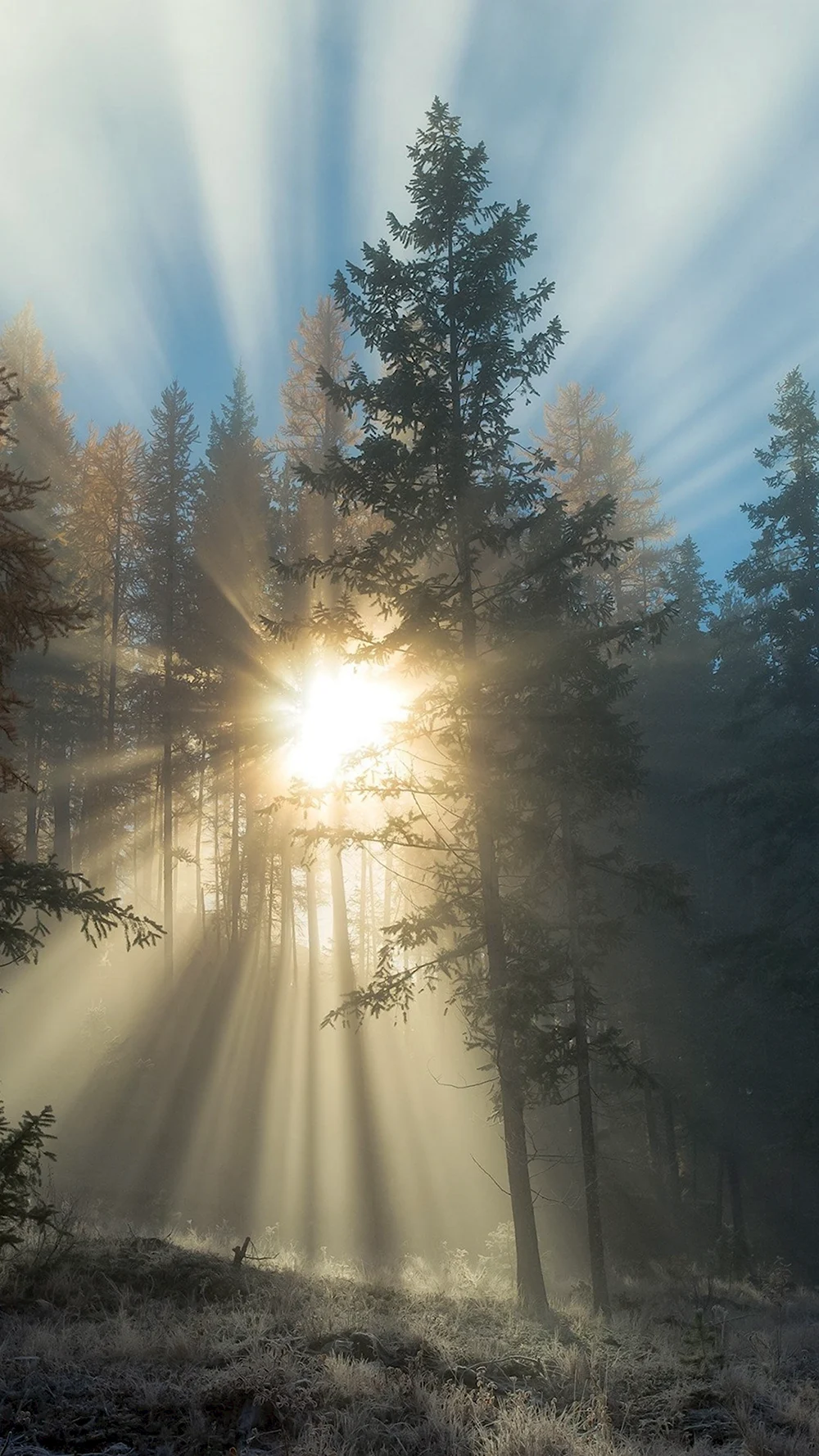 Лучи солнца сквозь деревья