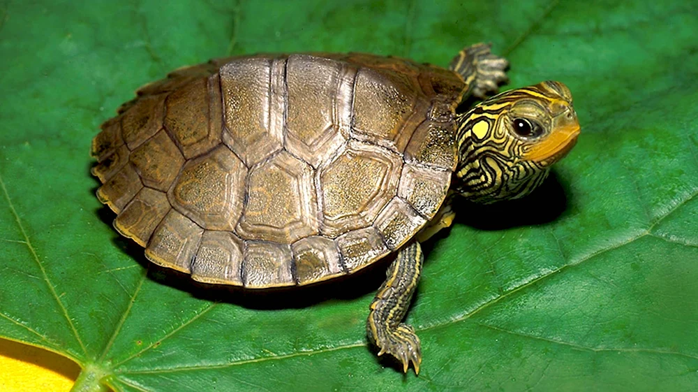 Мадагаскарская клювогрудая черепаха