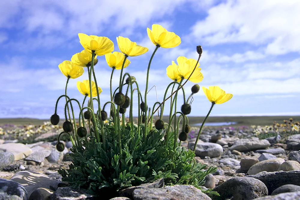 Мак Полярный Papaver radicatum