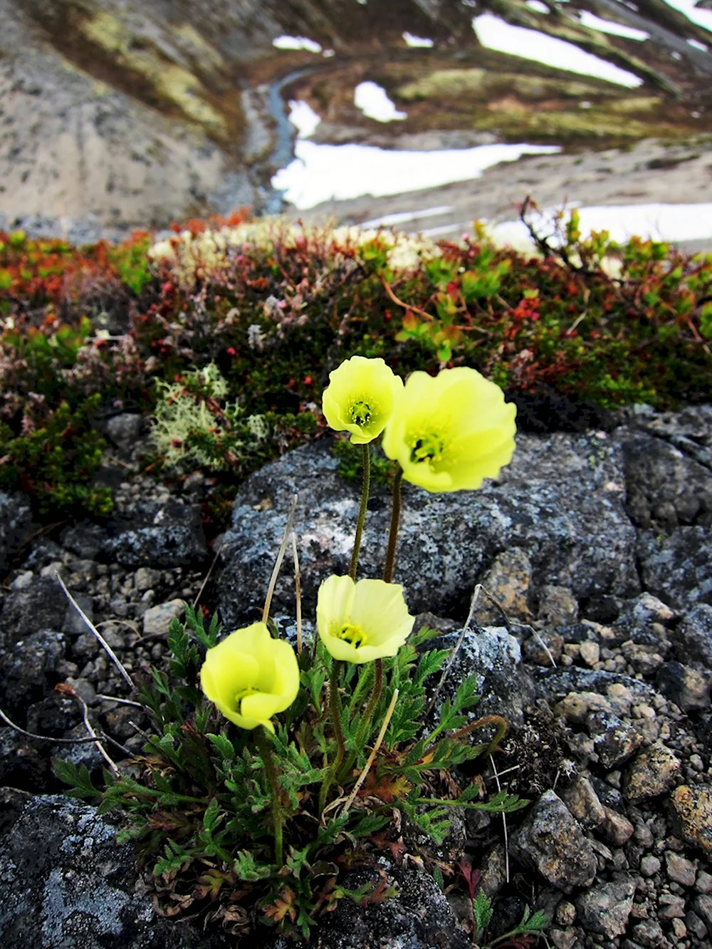 Мак Полярный Papaver radicatum